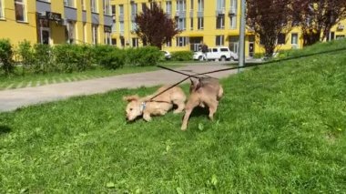 Güneşli bir günde şehir parkında çimenlikte oynayan iki komik köpek. Şehrin yerleşim bölgesinde köpekleri gezdiren tanınmamış hayvan sahipleri. Evcil hayvan konsepti. Evcil hayvanların dostluğu
