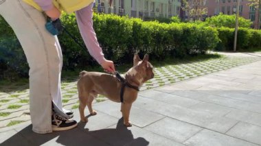 Tanınmayan kadın evcil hayvan sahibi, güneşli bir günde şehrin yerleşim bölgesinde köpek gezdirirken köpeğin tasmasını çözüyor. Evcil hayvan konsepti. Genç yetişkin bir kadın evcil hayvanlarla geziyor..
