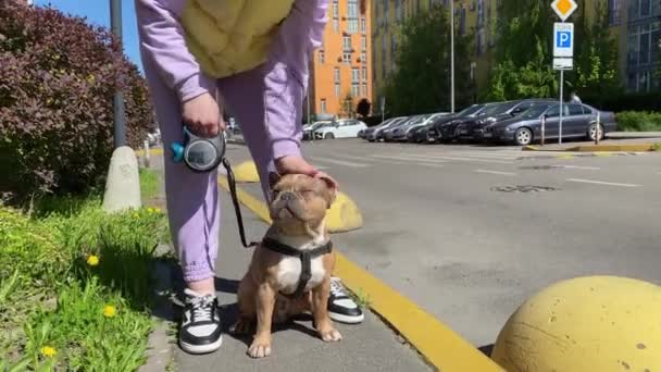 Fiatal Felnőtt Származású Kutyával Fog Egy Taxit Ami Mellett Áll — Stock videók
