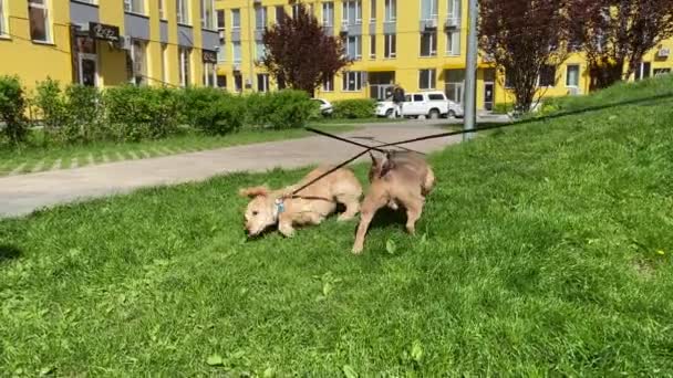 Dwa Zabawne Psy Bawiące Się Trawniku Parku Miejskim Słoneczny Dzień — Wideo stockowe