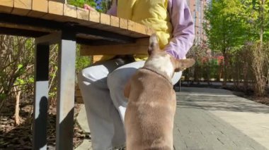 Sunny Day 'de şehir parkında dizüstü bilgisayar kullanarak çalışan genç bir kadın olarak hayvan sahibiyle oynayan kendini adamış bir köpek. Şehir hayvanı konsepti, şehir yaşam tarzı. Arka planda yerleşim bölgesi binaları