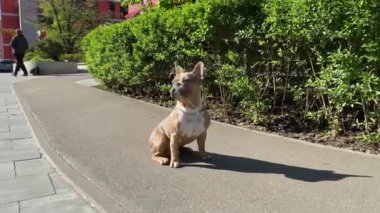 Saf ve enerjik bir portre, yaya yolunda oturmuş duran küçük bir köpek, evcil hayvan sahibinin kumandasının, güneşli bir günde kaldırım boyunca tasmasından kurtulmaya başladığını duymuş. Şehir hayvanı konsepti, şehir yaşam tarzı.