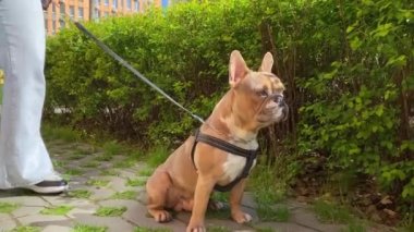Köpeğin pisliğini temizleyen, evcil hayvan kaka toplamak için çöp torbası kullanan bir evcil hayvan sahibi. Şehir köpeği konsepti, şehir yaşam tarzı. Arka planda yerleşim bölgesinin dışındaki renkli binalar.