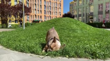 Güneşli bir sabahta yeşil çimlerde evcil hayvan oyuncağıyla oynayan hareketli genç köpek. Şehir köpeği konsepti. Kahverengi Fransız Bulldog dışarıda top çiğniyor..