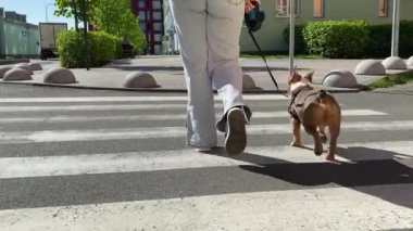 Güneşli bir günde, düşük kesimlerde kadın hayvan sahibi tasmalı küçük bir köpekle şehir caddesinden geçiyor. Şehir hayvanı konsepti, şehir yaşam tarzı. Evcil bir kadın yaya geçidine giriyor.