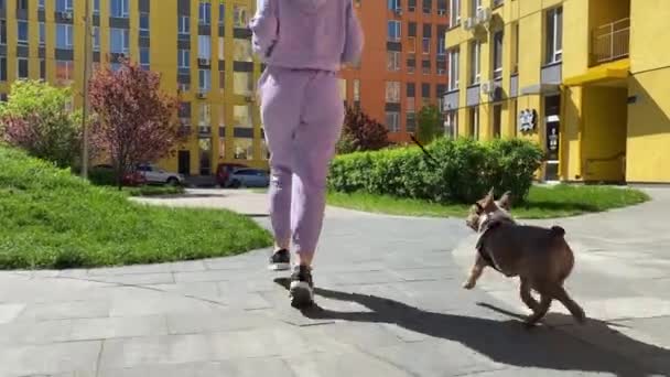 Bakifrån Ser Sportig Ung Kvinna Sportkläder Morgon Jogging Liten Hund — Stockvideo
