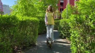 Güneşli bir havada parkta evcil hayvan sahibiyle gezen safkan şehir köpeği. Şehir hayvanı konsepti, şehir yaşam tarzı. Güzel kahverengi Fransız Bulldog 'u tasmalı genç bir bayanla dışarıda geziniyor.