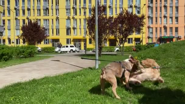 ブラウン フレンチ ブルドッグは市公園でグリーン ローのレトリバー 子犬と遊んでいる 都市型ペットの概念 家畜の友情 犬が屋外を歩いている間に楽しい2匹の若い犬 — ストック動画