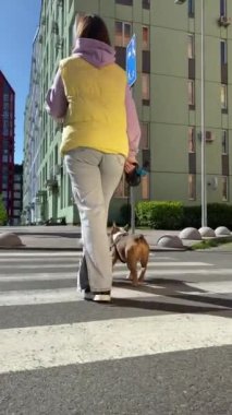 Dikey alçak kesim dikiz aynası kadın hayvan sahibi güneşli bir günde şehir sokağından tasmalı küçük bir köpek geçiyor. Şehir hayvanı konsepti, şehir yaşam tarzı. Kadın evcil hayvanı yaya geçidine götürür.