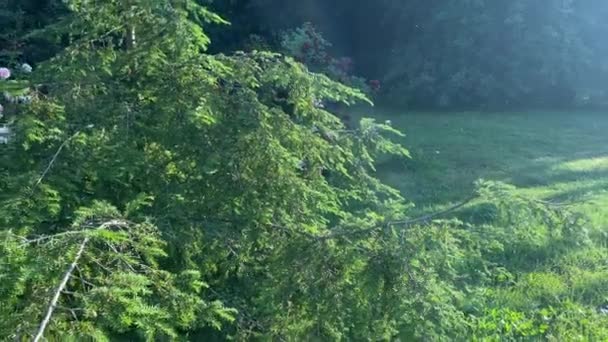 太阳升起时 一个难以辨认的女人在户外平衡吹管玩具的球 平衡概念 美丽的自然景观庭园背景下闪烁着明亮的阳光 女用闭锁手 — 图库视频影像