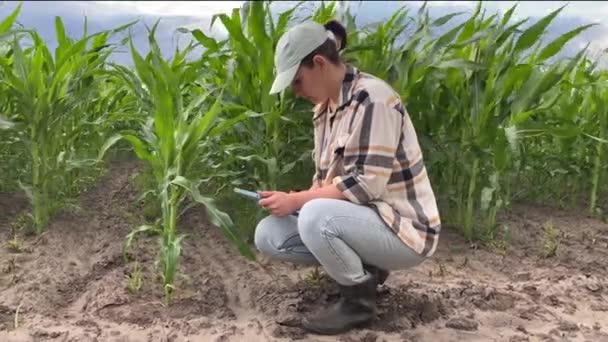 Εξειδικευμένη Νεαρή Ενήλικη Αγρότισσα Διεξάγει Έρευνα Χρησιμοποιώντας Ψηφιακή Ταμπλέτα Για — Αρχείο Βίντεο