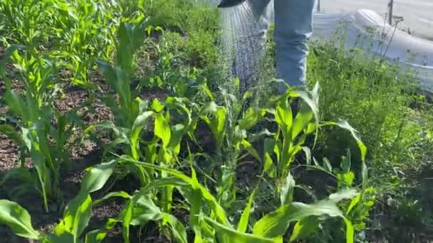 Egy Kertésznő Kukoricát Locsolt Kerti Ágyban Női Mezőgazdasági Termelők Öntözéssel — Stock videók