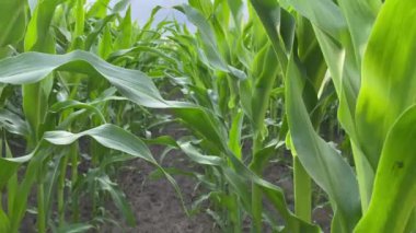 Dişi tarım uzmanı mısır tarlasında duruyor ve gün batımında nefes kesen ekin gelişimini iyileştirmek için verileri inceliyor ve analiz ediyor. Kadın çiftçi dışarıda dijital tablet kullanarak tarımda araştırma yapıyor.