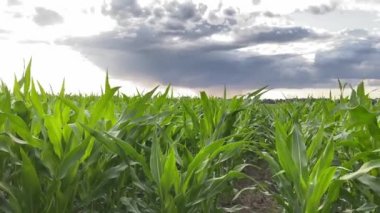 Kadın tarım uzmanı mısır tarlasında araştırma yapıyor, dijital tablet kullanarak günbatımının dramatik gökyüzünde ürün büyümesini optimize etmek için veri topluyor. Tarım, bilimsel araştırma, tarım projeleri.
