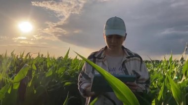 Ön manzara genç kadın çiftçi sıcak yaz günbatımında tarla tarlalarında sıra sıra mısır tarlalarında yürüyor. Dişi tarımcı, dışarıda dijital tablet kullanarak dramatik bir arkaplanda veri girişi yapıyor. Altın saat