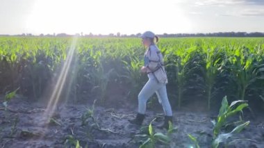 Kamyon çarpması sonucu genç bir kadın çiftçi toprak yolda yürürken mısır tarlası sıralarının yanında altın saat batımının mavi gökyüzünün altında tarımsal manzarayı kucaklıyor. Güzel kadın tarım uzmanı mahsul tarlalarını teftiş ediyor.