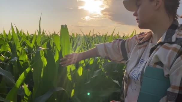 Mujer Joven Adulta Agricultora Acaricia Hoja Planta Encuentra Campo Maíz — Vídeos de Stock