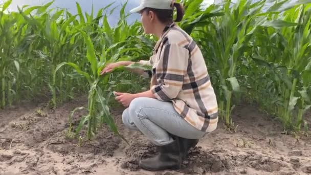 Молода Кваліфікована Жінка Фермер Проводить Дослідження Кукурудзяному Полі Сутінках Використовуючи — стокове відео