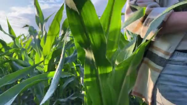 Mujer Agricultora Terminando Inspeccionar Maizal Atardecer Campo Cultivo Agrícola Cielo — Vídeos de Stock