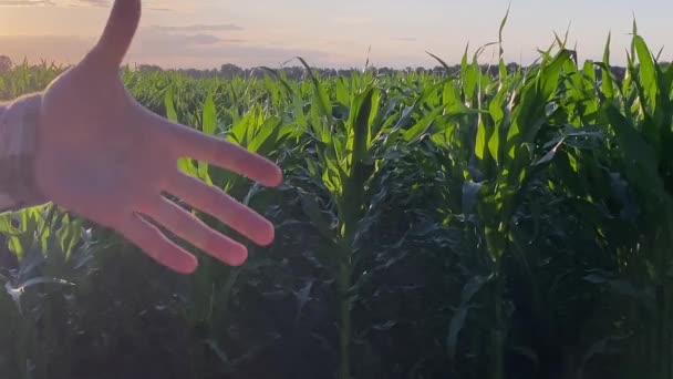 Felismerhetetlen Férfi Kezet Ráznak Kukoricaföldön Naplementekor Ezzel Jelezve Sikeres Mezőgazdasági — Stock videók