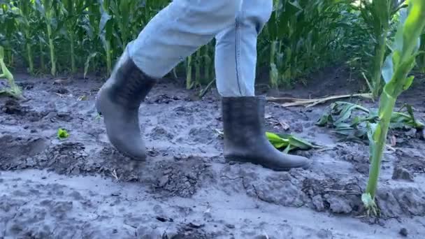 穿着橡胶靴的低阶层女农民走在玉米地上 暴露了自己的困境 她不小心踩到了植物 农业的现实 挫折可能会在活动中发生 — 图库视频影像