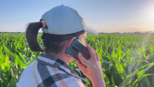 行動中のプロの女性農家は 日没時に重要な電話を処理しながら トウモロコシ畑の行を配置歩く 農業と経営をシームレスに融合させるマルチタスクビジネスウーマン — ストック動画