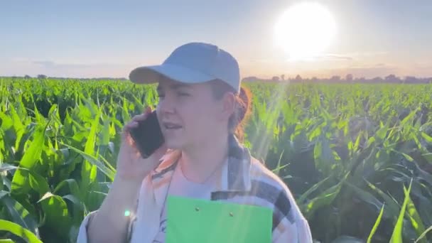 Portré Meghatározott Farmer Sétál Sorokban Kukoricaföldön Telefonon Beszél Magabiztos Üzletasszony — Stock videók