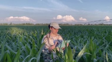 Kadın çiftçi güneş batarken mısır tarlasında performans sulama sistemini optimize etmek için dijital tablet kullanıyor. Dişi tarımcı verimli su dağıtımının ürün verimini arttırmasını sağlar. Modern akıllı tarım