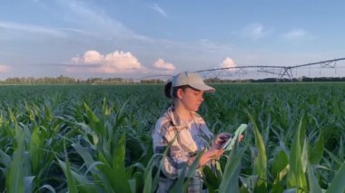 Meşgul kadın çiftçi gün batımında mısır tarlasında dijital tablet kullanarak veri giriyor. Tarım endüstrisi sulama sistemi güzel bulutlu, dingin gökyüzünün arka planında. Modern tarım, akıllı tarım.