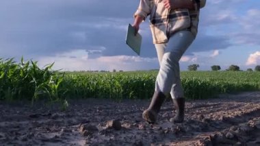 Lastik botlu düşük seviyeli kadın çiftçi mısır tarlası boyunca toprak yolda yürüyor. Altın saat günbatımında dramatik bir gökyüzü altında tarım manzarası. Genç yetişkin kadın tarım uzmanı mahsul tarlalarını inceliyor.