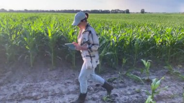 Pan vurdu genç kadın çiftçi toprak yolda yürüyor mısır tarlası boyunca tarımı kucaklayarak altın saat günbatımında. Güzel kadın tarım uzmanı dijital tablet kullanarak veri girişi yapıyor.