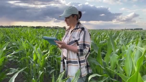 女农场主调查Cornfield 记录现场数字装置的数据 农业专家深入细致地分析作物 监测进展和健康状况 壮丽的落日与狂暴的天空为舞台拉开了帷幕 — 图库视频影像