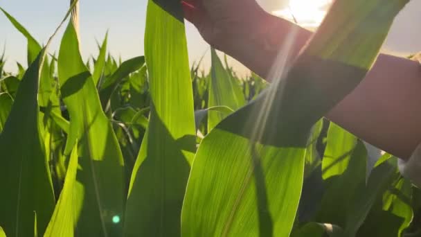 Szekrény Növény Levél Simogatja Fiatal Felnőtt Farmer Áll Kukoricaföldön Közepette — Stock videók