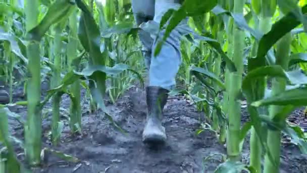 トウモロコシ畑の行を歩いてゴムブーツで女性農家の低セクションフロントビュー 農業分野を調査している著名な女性農学者ではない 農業ビジネスの概念 — ストック動画