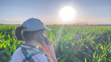 Genç iş kadını çiftçinin bir mısır tarlasında yürürken görüntüsü telefon görüşmesi yapıyor. Tarım, tarım, kırsal alanda çalışmak. Akşam gökyüzünde gün batımının parlak diski