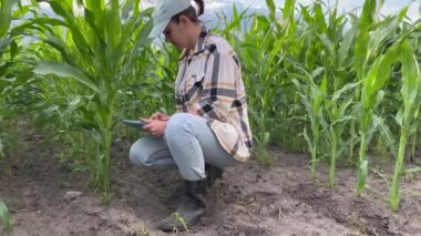 Mısır tarlasında tarımcı bir kadın bir mahsulü kontrol ederek araştırma yapıyor. Dışarıdaki veri girişi için dijital tablet kullanan bir kadın çiftçi. Tarım ve tarım keşfi konsepti. Dolly vurdu.