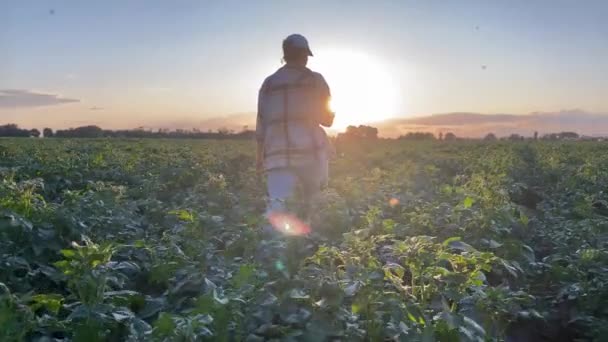 黄金の時間の日没の間にジャガイモ畑の列を歩いている若い女性農夫 農業プランテーションで作物を調べる女性のアグロニスト 農業シーンについて 農業コンセプト — ストック動画