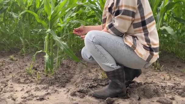 Engagerad Kvinnlig Forskare Undersöker Bioteknikens Inverkan Grödornas Tillväxt Analyserar Data — Stockvideo