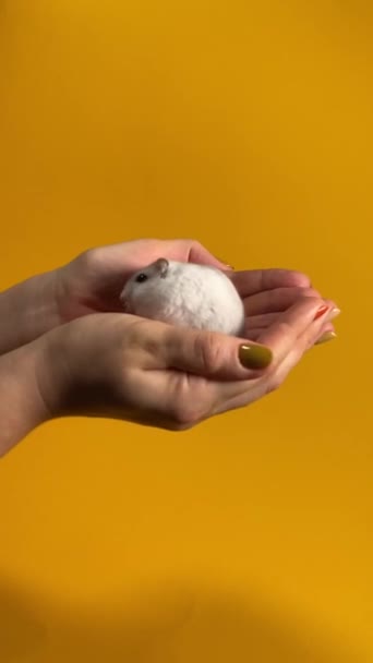 Haustierpflegekonzept Weibliche Hände Wiegen Liebevoll Einen Entzückenden Weißen Hamster Isoliert — Stockvideo