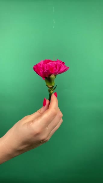 認識できない女性の垂直は 彼女の手にピンクの花を保持し 水滴を穏やかに屋内のカーネーションに落ちさせ 新鮮さ 水分補給を象徴しています 女性の美とセルフケアのコンセプト — ストック動画