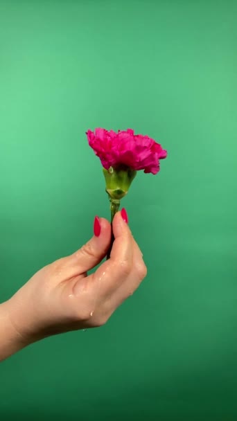一个无法辨认的女人小心翼翼地拿着一朵粉红色的花 让水滴滴落在室内康乃馨上 象征着新鲜和水合 女性美的概念和自我照顾 — 图库视频影像