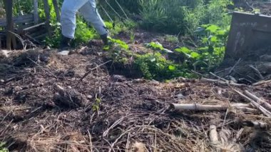 Sürdürülebilir bahçe konsepti. Bir kadın organik bahçesine eğilimli, gübre üretmek için bir bahçe çatalı kullanıyor, çevre dostu uygulamaları teşvik ediyor ve dikkatli bahçıvanlığın özünü kucaklıyor.