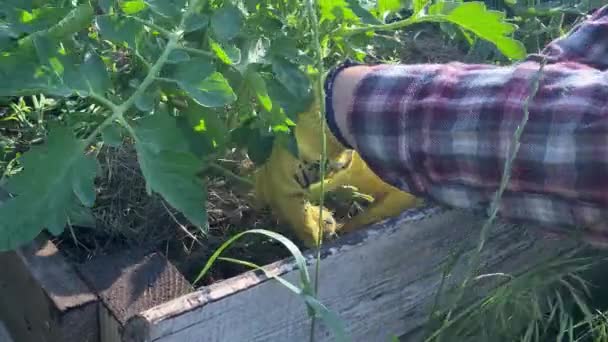 Ogrodnictwo Ekologiczne Koncepcja Zrównoważonego Stylu Życia Kobieta Mulgująca Pomidory Wysokim — Wideo stockowe