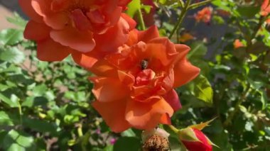 Doğa güzelliği. Bir arıyı yakından çekmek, açık havada açan kırmızı gül goncalarından nektar toplar. Çiçek yaprakları, ılık bir yaz gününde, güneş ışığıyla yıkanan bahçede sallanıyor. Arkaplanda yeşil yapraklar