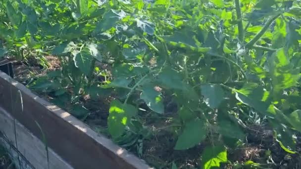 Organisk Trädgårdsskötsel Hållbart Livsstilsbegrepp Kvinna Marktäckande Tomatplantor Hög Upphöjd Säng — Stockvideo