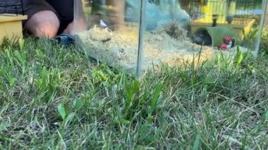 Genç bir baba ve kızı arka bahçede evcil kemirgenlerle ilgilenerek birlikte kaliteli vakit geçirmenin keyfini çıkarıyorlar. Aile ve çocuk, küçük hayvanlarına sevgi dolu bir şekilde açık hava ortamında bakıyorlar.