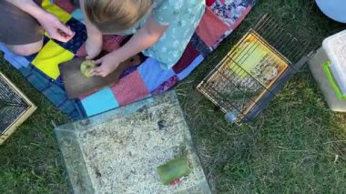 Genç bir baba ve kızı arka bahçede evcil kemirgenlerle ilgilenerek birlikte kaliteli vakit geçirmenin keyfini çıkarıyorlar. Aile ve çocuk, küçük hayvanlarına sevgi dolu bir şekilde açık hava ortamında bakıyorlar.