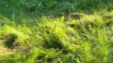 Genç bir baba ve oğul arka bahçede kemirgenlerle ilgilenerek birlikte güzel vakit geçirmenin keyfini çıkarıyorlar. Aile ve çocuk, küçük hayvanlarına sevgi dolu bir şekilde açık hava ortamında bakıyorlar.