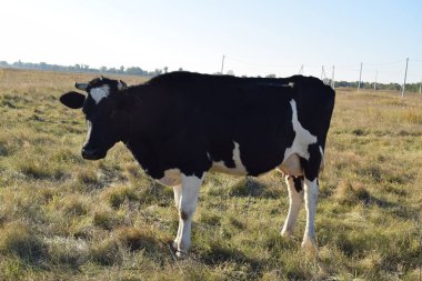 Sakin bir inek, açık havada güneşli bir günde yemyeşil bir çayırda huzur içinde otlar. Kırsal alan, sadeliğin ve doğanın güzelliğindeki uyumun özünü yakalıyor.