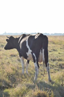 Sakin bir inek, açık havada güneşli bir günde yemyeşil bir çayırda huzur içinde otlar. Kırsal alan, sadeliğin ve doğanın güzelliğindeki uyumun özünü yakalıyor.